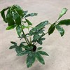 PHILODENDRON 24 CM FUN BUN